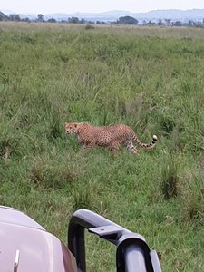 Ein Gepard vom Safari-Jeep aus fotografiert.