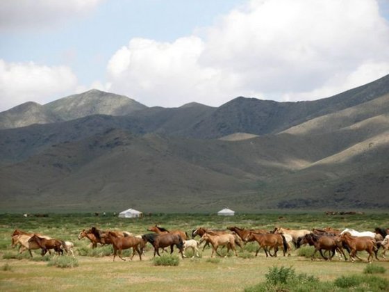 Pferde in der Mongolei