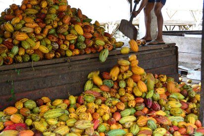 Das Bild wird von einem großen hölzernen Podest eingenommen, auf und vor dem Kakaofrüchte liegen. Auf der rechten Ecke des Podests steht ein farbiger Mann, von dem nur die nackten Beine zu sehen sind, und befördert die Früchte mit einer Schüppe von oben nach unten.