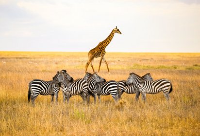 Tansanias Tierwelt In einer gelben, flachen Steppenlandschaft stehen einige Zebras, hinter ihnen läuft eine Giraffe.
