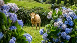 Links und rechts am Bildrand stehen blau blühende Hortensienbüsche; dazwischen steht eine Kuh im Bildmittelgrund.