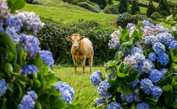 Links und rechts am Bildrand stehen blau blühende Hortensienbüsche; dazwischen steht eine Kuh im Bildmittelgrund.