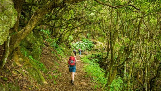 Wanderer gehen auf einem Wanderweg im Wald auf den Azoren.