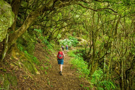 Wanderer gehen auf einem Wanderweg im Wald auf den Azoren.