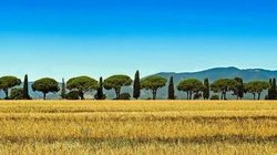 Pressebild für die neuen Veggie - Individualreisen mit einem Feld und blauem Himmel im Hintergrund