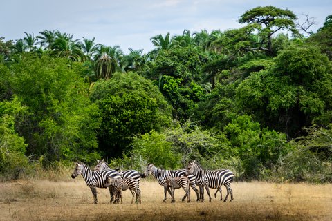 Zebras stehen vor einem Wald im Akagera Nationalpark in Ruanda.