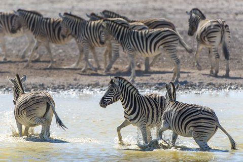 Eine Zebraherde erfrischt sich in und an einem Wasserloch