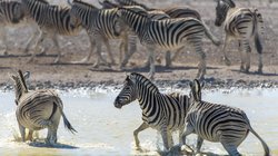 Eine Zebraherde erfrischt sich in und an einem Wasserloch