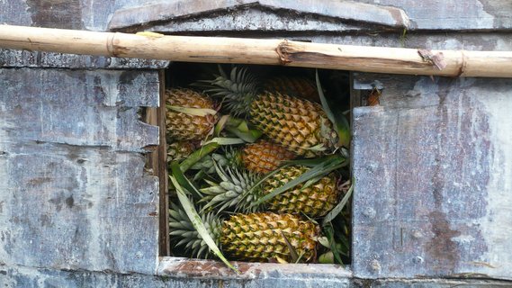 Ananas zuhauf gestapelt in einem Container. 
