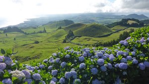 Landschaft mit Hortensien auf der Azoren Insel São Miguel
