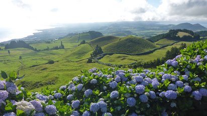 Landschaft mit Hortensien auf der Azoren Insel São Miguel