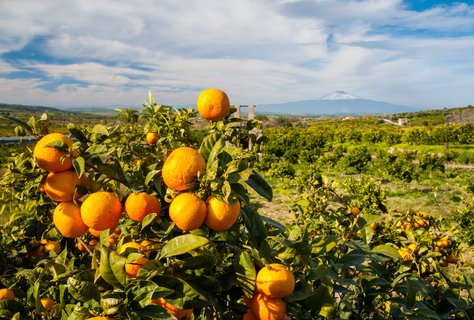 Im Hintergrund von Orangenbäumen ist der Ätna zu sehen