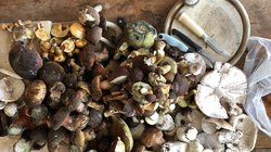 Kochen von gesammelten Pilzen beim Team Ausflug von Reisen mit Sinnen Gesammelte Pilze auf einem Schneidebrett beim Team Ausflug von Reisen mit Sinnen