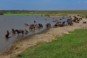 Viele Nagetiere (Capybaras) an einem Wasserloch in Kolumbien