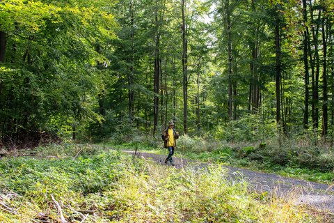 Ein Wanderer läuft über einen Wanderweg im Westerwald.