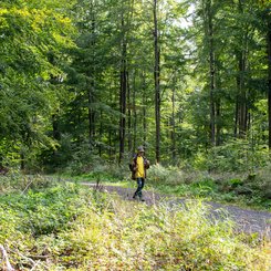 Ein Wanderer läuft über einen Wanderweg im Westerwald.