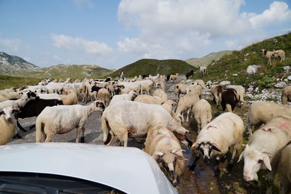 Über eine Motorhaube hinweg sieht man eine Herde Schafe, die anscheinend die Weiterfahrt des Wagens blockieren.