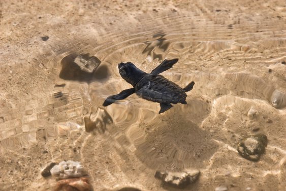 Eine frisch geschlüpfte Meeresschildkröte schwimmt im klaren Atlantik.