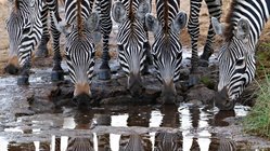 Fünf Zebras trinken gemeinsam an einer Wasserstelle