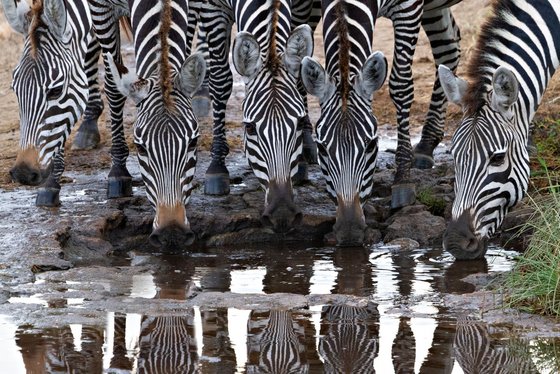Zebras im Serengeti Nationalpark Fünf Zebras trinken gemeinsam an einer Wasserstelle
