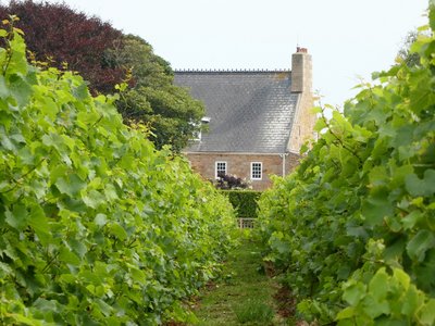 Das Weingut auf Jersey