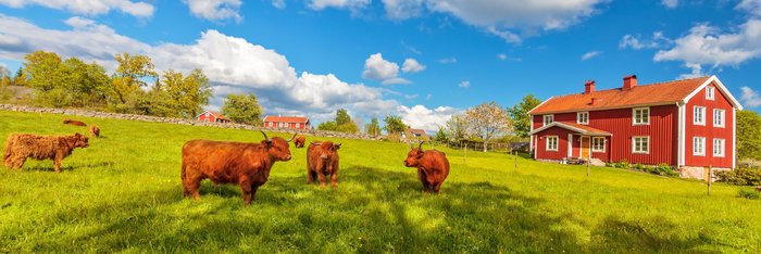 Rinder mit Hochlandkühen vor typischen alten Holzhäusern in Smaland, Schweden