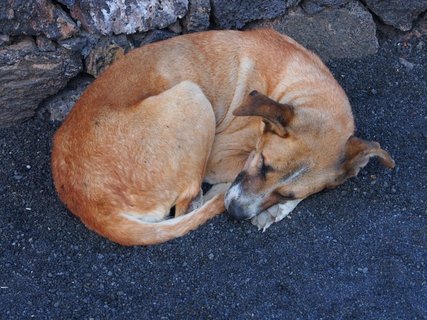 Schlafender Hund auf den Kapverden