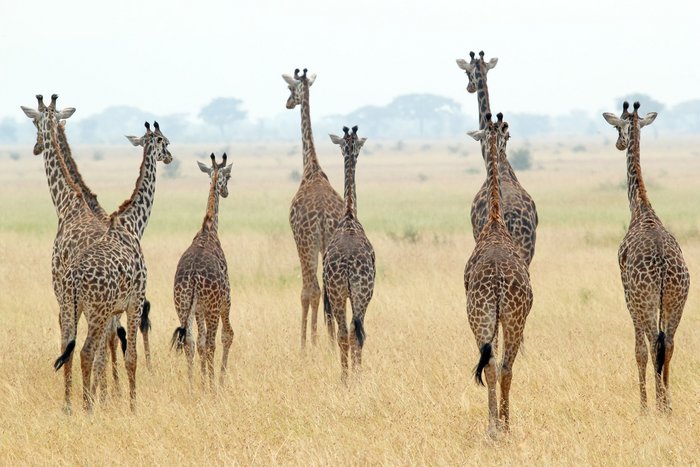 Giraffen in der weiten Landschaft Tansanias. 