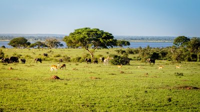 Auf einer weiten mit Gras und vereinzelten Bäumen bewachsenen Fläche stehen im Bildmittelgrund Antilopen, Giraffen und Elefanten. Dahinter erstreckt sich ein langgezogener See über die gesamte Bildbreite, hinter dem sich eine ähnliche Landschaft fortsetzt. Das obere Bilddrittel wird von blauem, wolkenlosem Himmel eingenommen.