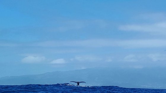 Wal auf Pico, Azoren Wal Fluke auf Pico, Azoren