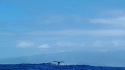 Wal Fluke auf Pico, Azoren