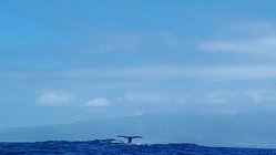 Wal auf Pico, Azoren Wal Fluke auf Pico, Azoren