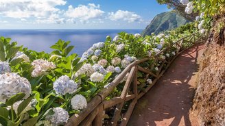 Sao Miguel auf den Azoren Wanderweg mit Hortensien auf Sao Miguel auf den Azoren.