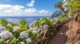 Wanderweg mit Hortensien auf Sao Miguel auf den Azoren.