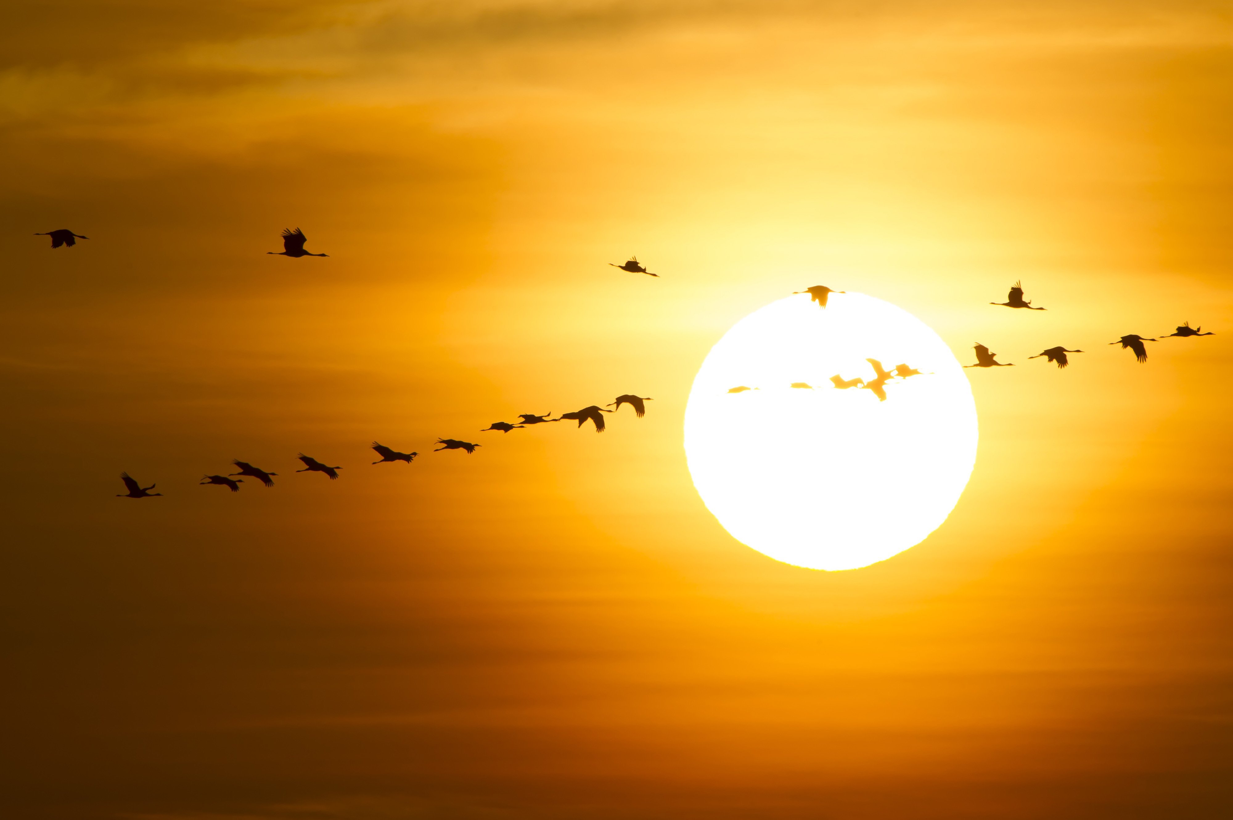 Kranichflug vor der untergehenden Sonne auf Fischland-Darß-Zingst  