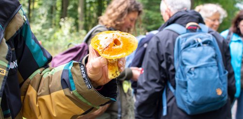 Ein Goldröhrling aus dem Westerwald wird vor die Kamera gehalten.