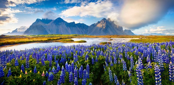 Im Vordergrund sieht man ein blau blühendes Lupinenfeld, im Hintergrund erhebt sich ein Felsmassiv.