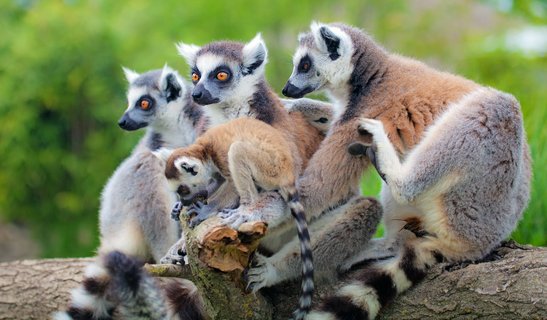 Eine Gruppe von vier Lemuren sitzt auf einem Baumstamm 