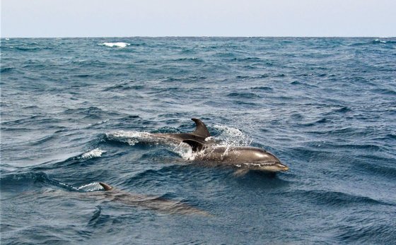 Delfine im Atlantik Delfine, die im Meer schwimmen