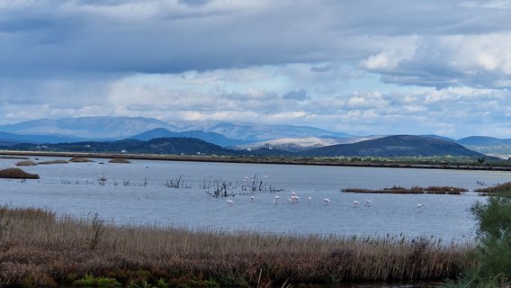 In einer großen Wasserfläche stehen mehrere weiße reiherartige Vögel. Im Vordergrund sieht man das schilfbestanden Ufer, hinter der Wasserfläche steigt das Gelände zu einer Hügelkette an. Darüber erhebt sich ein wolkenverhangener grau-blauer Himmel.