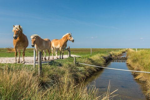 Pferde in der Landschaft von Hallig Hooge in Nordfriesland.