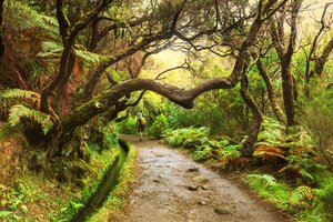 Mit Bäumen überdachte Wanderweg im Wald entlang einer Wasserstraße