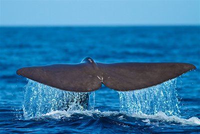 Eine Walfluke im Atlantik bei den Azoren
