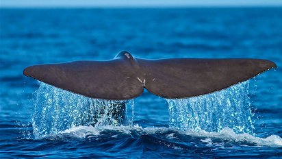 Eine Walfluke im Atlantik bei den Azoren