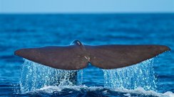 Eine Walfluke im Atlantik bei den Azoren