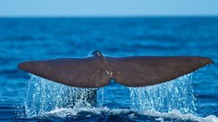 Eine Walfluke im Atlantik bei den Azoren