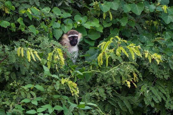Die Grüne Meerkatze Ein Affe schaut aus dem Gebüsch