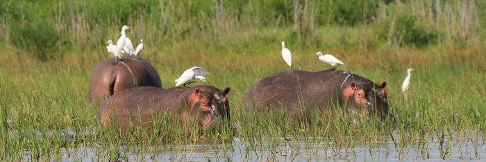 Mehrere Nilpferde ruhen im flachen Wasser eines Flusses in Malawi, während weiße Kuhreiher auf ihren breiten Rücken sitzen und sich im Hintergrund eine friedliche Flusslandschaft erstreckt.
