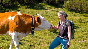 Die Reiseleiterin Monika Huber füttert eine Kuh auf der Alm.