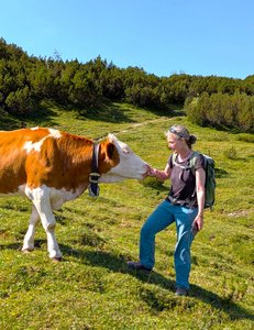 Die Reiseleiterin Monika Huber füttert eine Kuh auf der Alm.